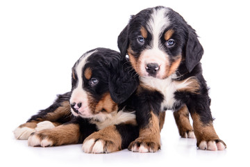 puppies Bernese Mountain Dog