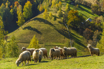 Fototapeta premium Beautiful mountain scenery with a flock of sheep
