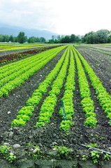 Fototapeta na wymiar plantation de salades
