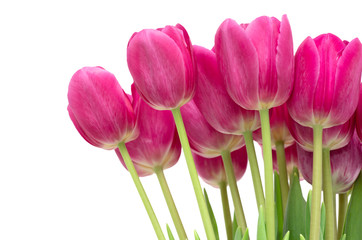  tulips flowers