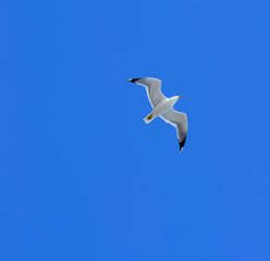 Gabbiano in volo