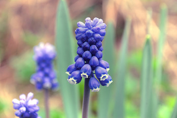Bright blue flower