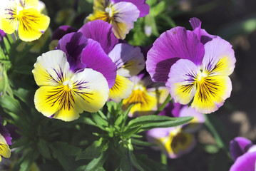 Bright flowers viola