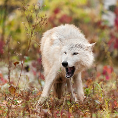 Blonde Wolf (Canis lupus) Open Mouth