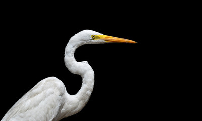 Great white egret