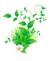 chamomile flower and green leaves