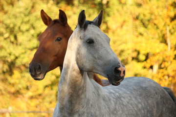 Portrait of gray akhal-teke in autumn