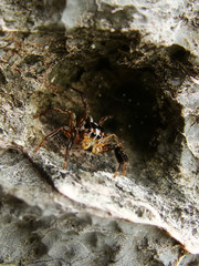 Salticidae jumping spyder on a rock, Ang Thong National Marine P