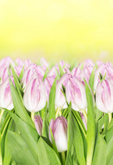 blooming pink tulips in sunlight