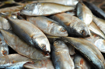 Mackerel fish