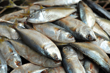 Mackerel fish