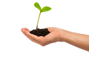 Male hand hold a small sprout and an earth handful