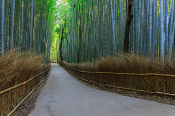 Fototapeta premium Chikurin-no-Michi (Bamboo Grove) at Arashiyama in Kyoto