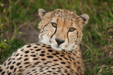 Naklejka na ściany i meble Zbliżenie Cheetah w Masai Mara w Kenii