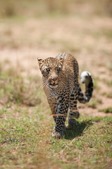 African Leopard in Masai Mara, Kenya