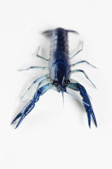 Blue crayfish