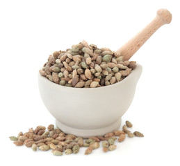 Cocklebur Xanthium Fruit