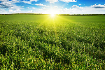 Obraz na płótnie Canvas Beautiful sunset on green field