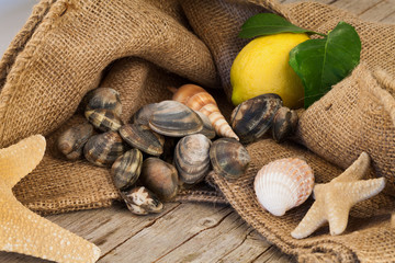 Raw Clams Still Life