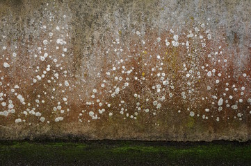 Hintergrund  regennasse Wand mit Flechten
