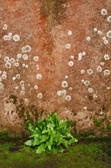 Hintergrund  regennasse Wand und Pionierpflanze