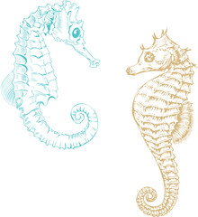Seahorses