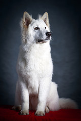 Fototapeta premium Berger Blanc Suisse Shepherd dog