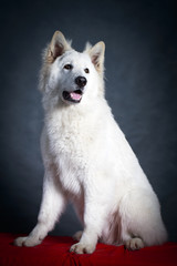 Berger Blanc Suisse Shepherd dog