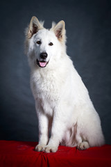 Berger Blanc Suisse Shepherd dog