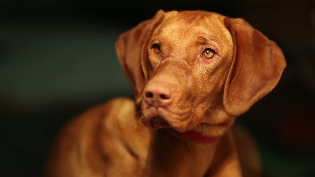 Tired hungarian vizsla dog at midnight