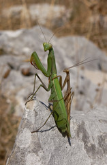 mantide religiosa (Mantis religiosa)