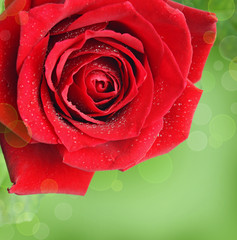 Red rose flower on green background