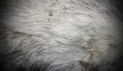 european wolf fur