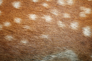 fallow deer spots on fur