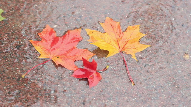 three maple leaves under rain