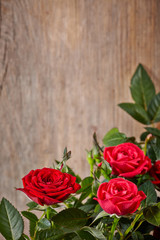 Naklejka premium red roses