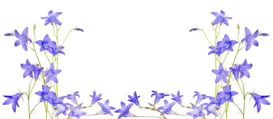 Fototapeta na wymiar isolated blue campanula flowers half frame