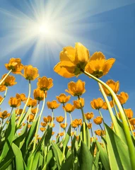 Poster de jardin Tulipe yellow tulips growing to bright sun