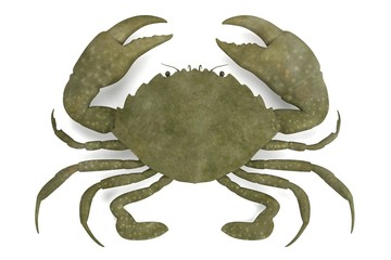 realistic 3d render of crustacean - scylla serrata