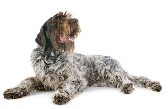 Wirehaired Pointing Griffon