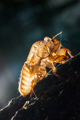 Close up cicada shell which leave on the tree, dark background