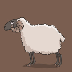 Sheep darkhead