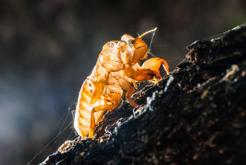 Close up cicada shell which leave on the tree, dark background