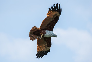 Brahminy kite flying at high speed
