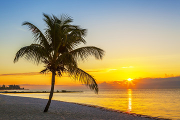 Naklejka na ściany i meble Beach with palm tree at sunset