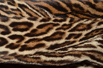 closeup of amur leopard fur background - 61474415