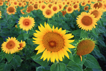 Sunflower field at dawn before sunrise