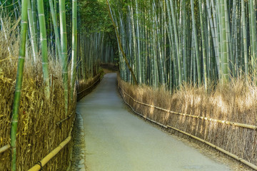 Chikurin-no-Michi (Bamboo Grove) at Arashiyama in Kyoto