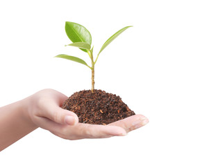 Businessman holding plant