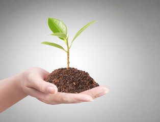 Businessman holding plant